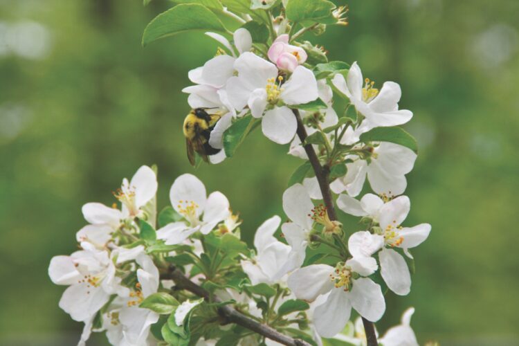 Planting a pollinator garden